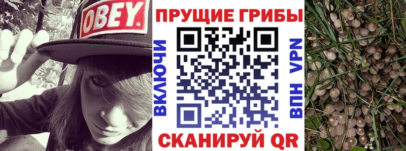 Галлюциногенные грибы Psilocybe  Новозыбков 